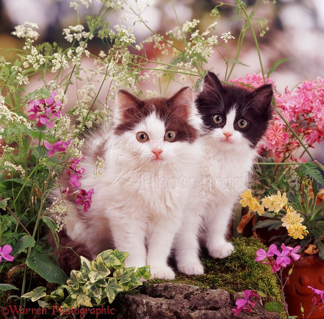 1121x1104 Kittens among late spring flowers photo WP06025
