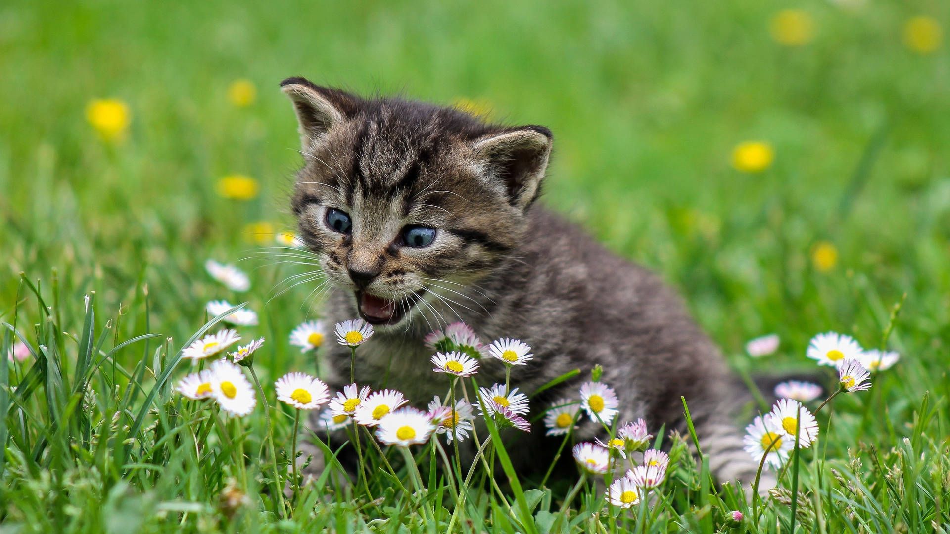 1920x1080 Download Cute Spring Surprised Kitten Wallpaper