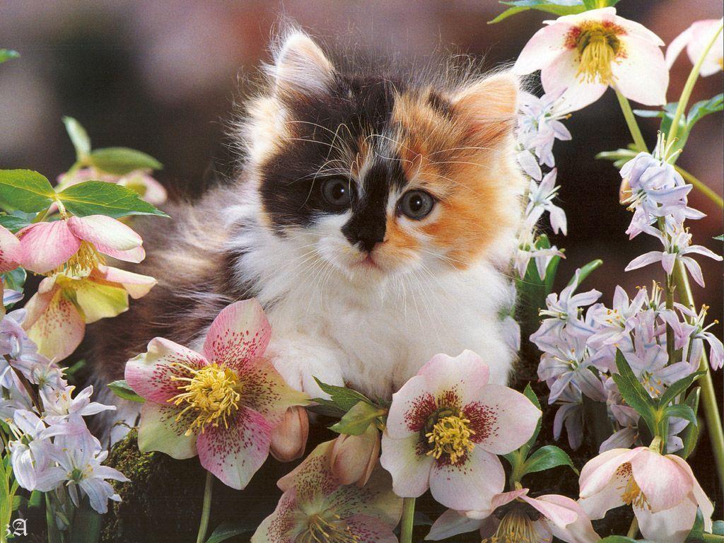 1024x768 Spring Kittens Wallpaper, HD Background
