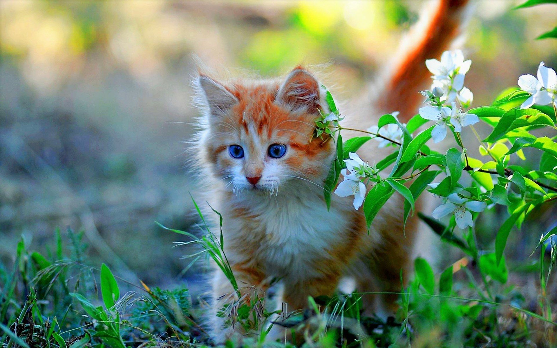 1920x1200 Springtime Kitten Bliss: HD Baby Cat in Blooming Naturex1200