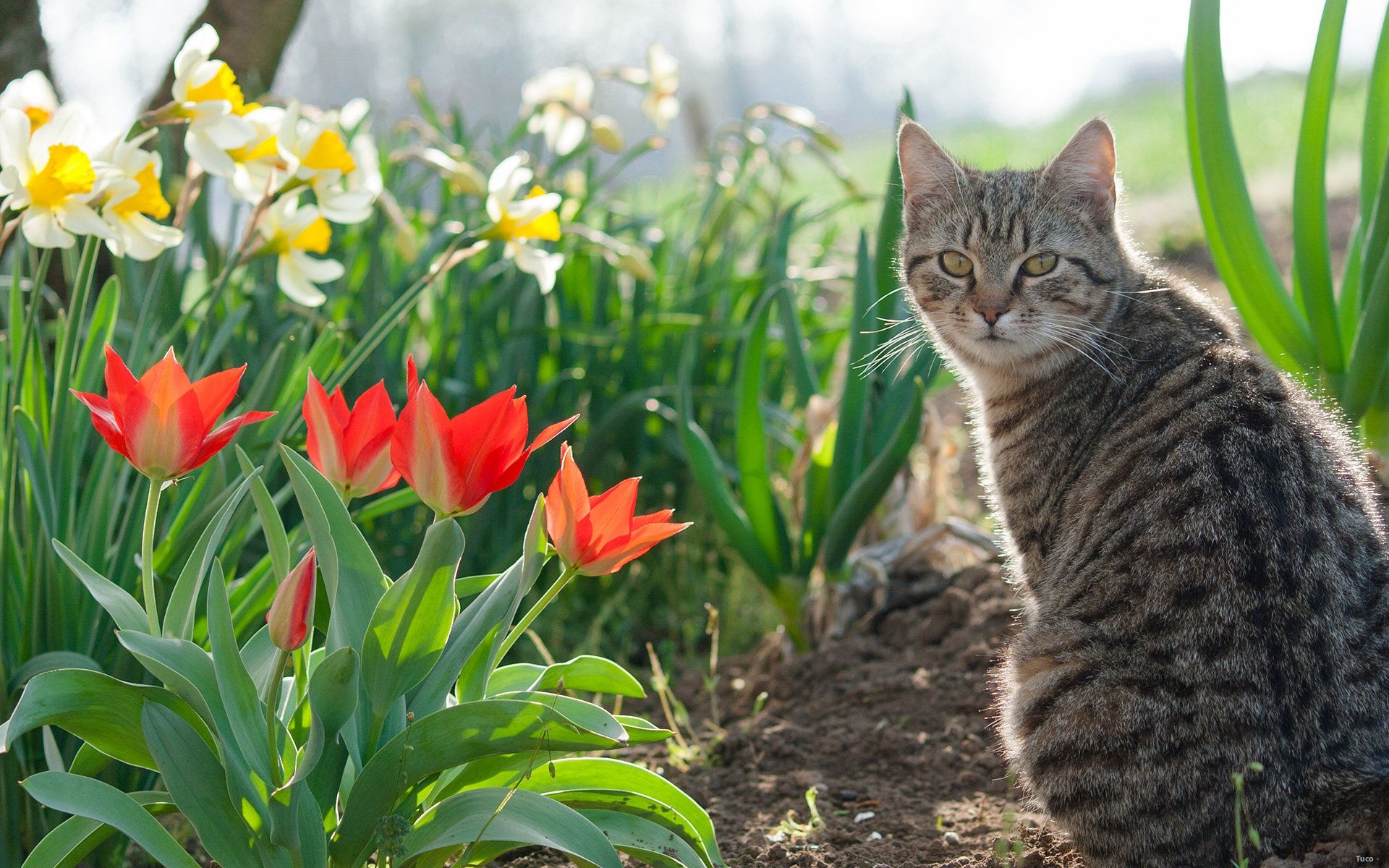 1920x1200 Wallpaper cat, spring, tulip, parks, gardens, Narcissus for mobile and desktop, section кошки, resolution 1920x1200