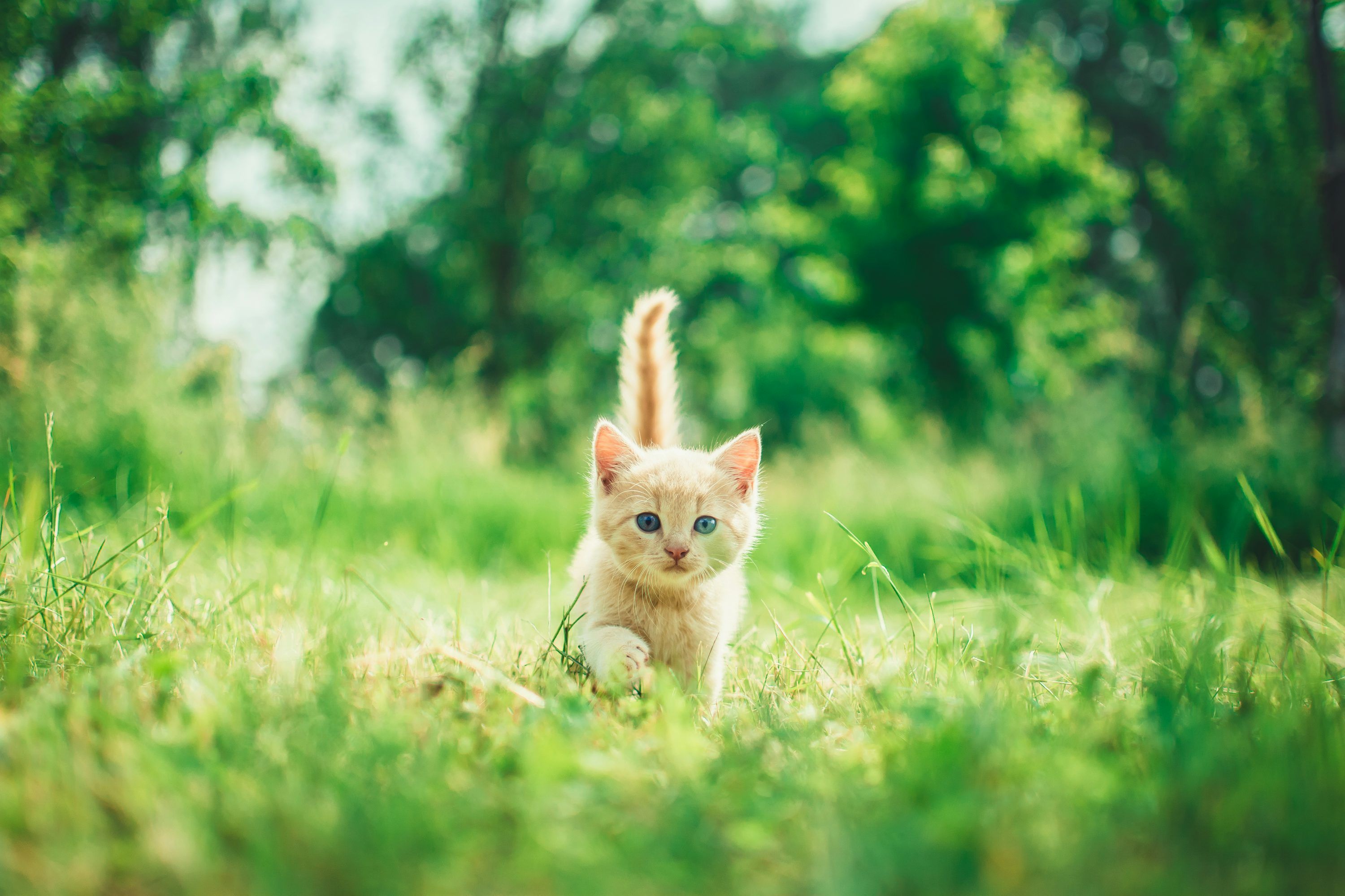 3000x2000 Kitten Image. Download Free Image