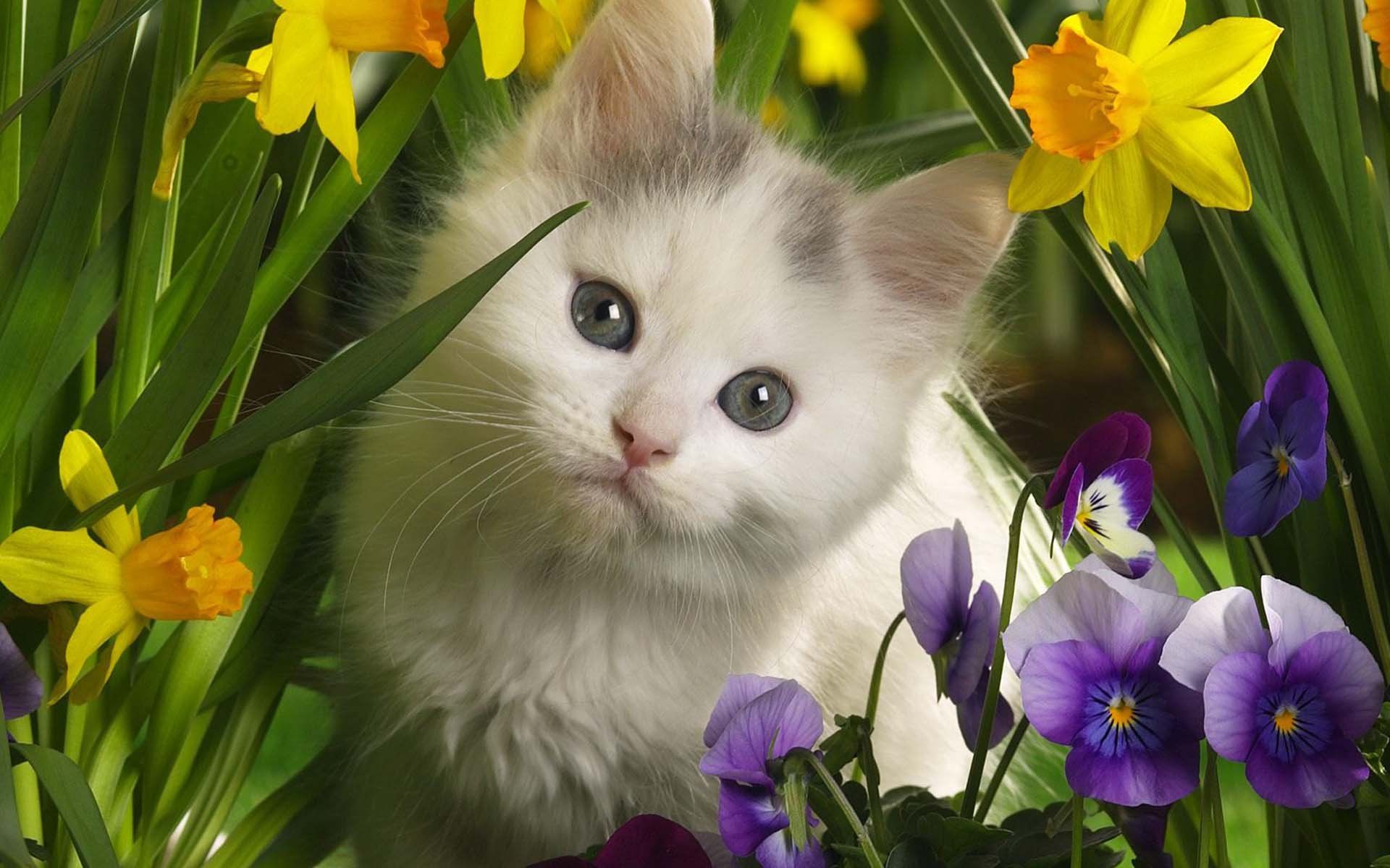 1920x1200 HD Cat Wallpaper: Cute Kitten Among Vibrant Spring Flowers Downloadx1200