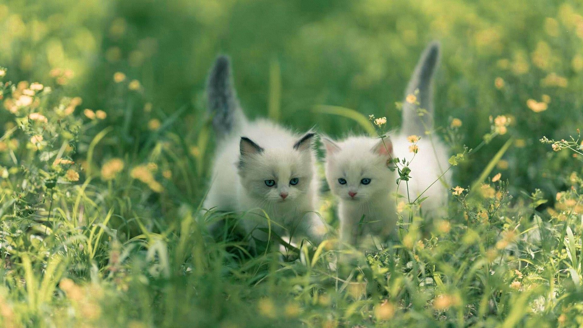 1920x1080 Two Cute White Cat Kittens On Green Grass In Blur Bokeh Background HD Cat Wallpaper