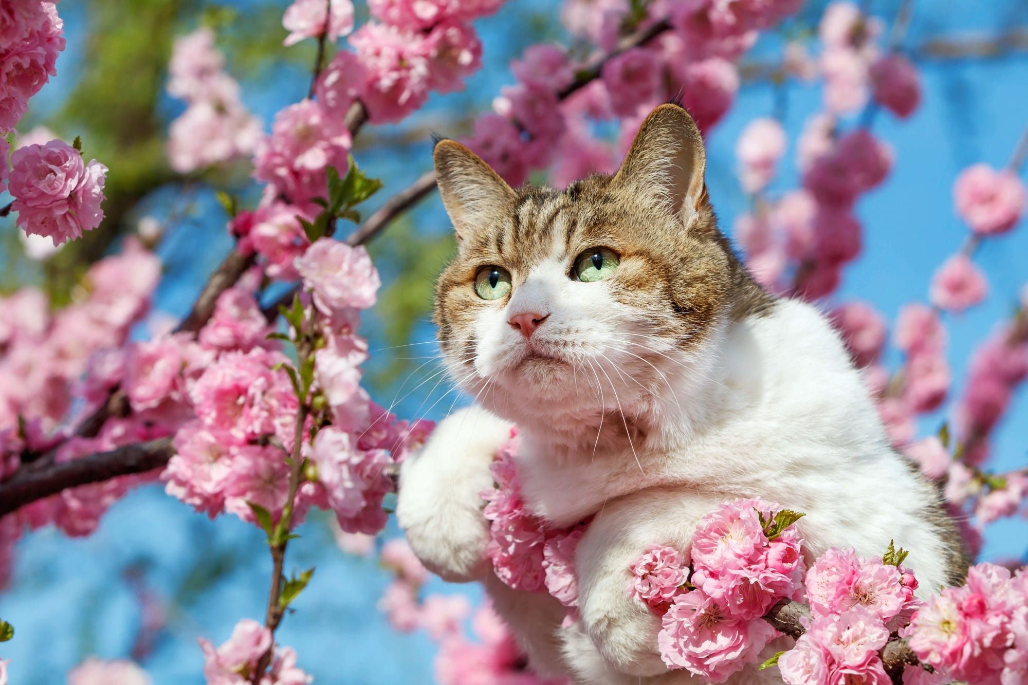 2000x1333 HD Cat Beauty Among Cherry Blossoms Animal Wallpaperx1333