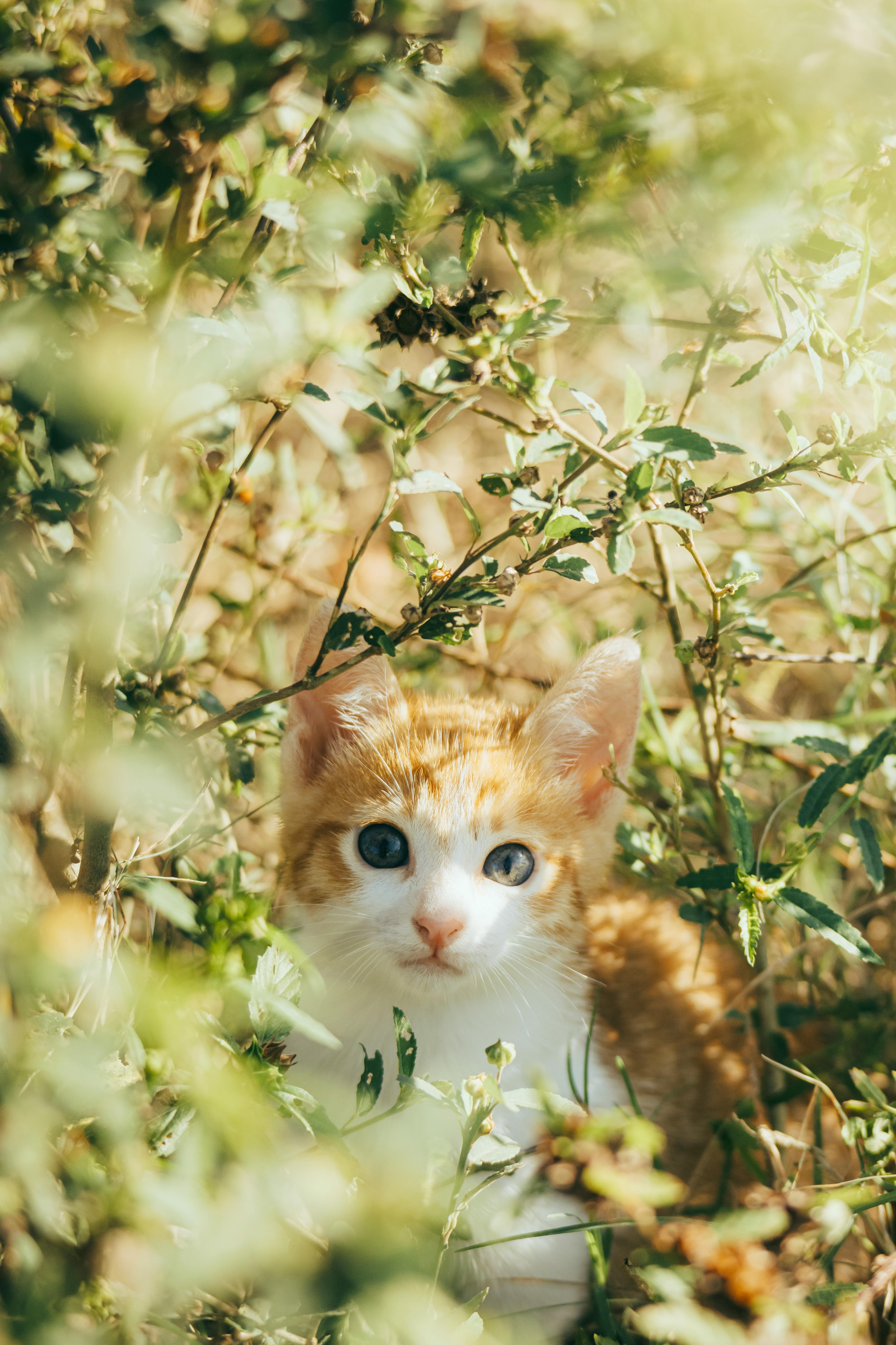 4000x6000 Kitten among Leaves · Free