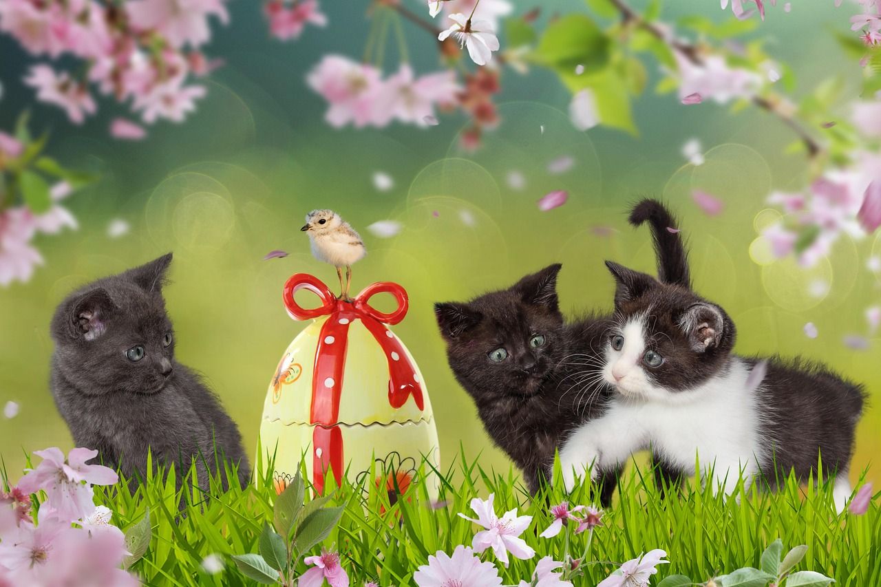 1280x853 Free Easter Kitten & Easter Image