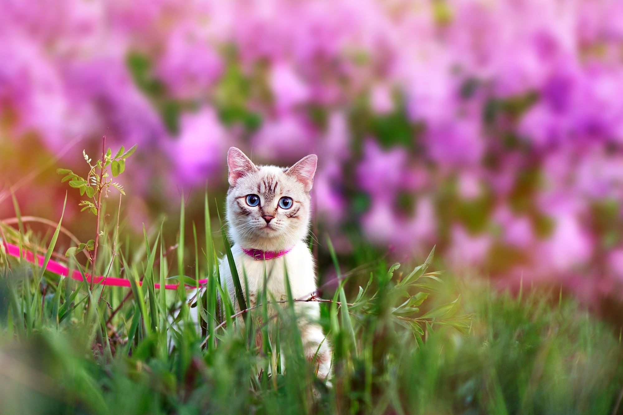 2000x1331 Outdoor cats spread diseases and harm public health