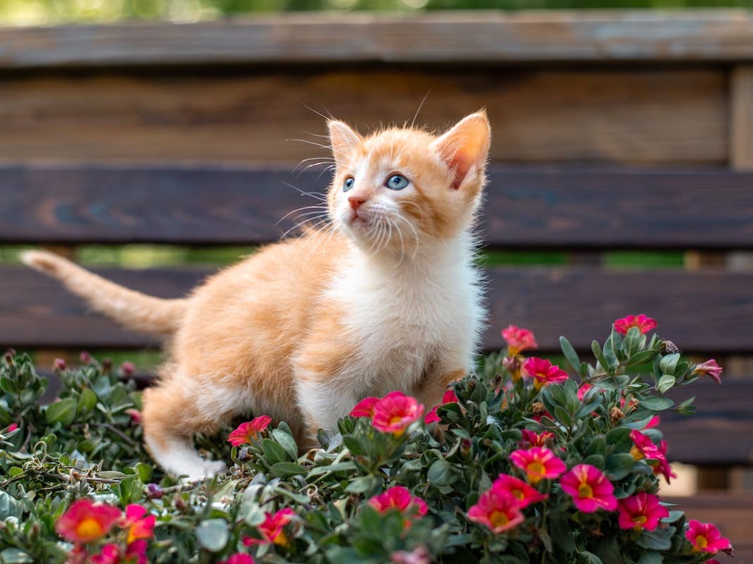 1067x800 Kittens: Cute Moments, Adorable Clips & Sweet Photo