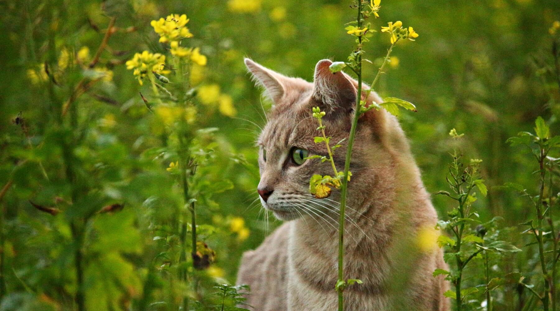 1800x1000 Does My Cat Have Spring Fever? Here Are 5 Ways to Help