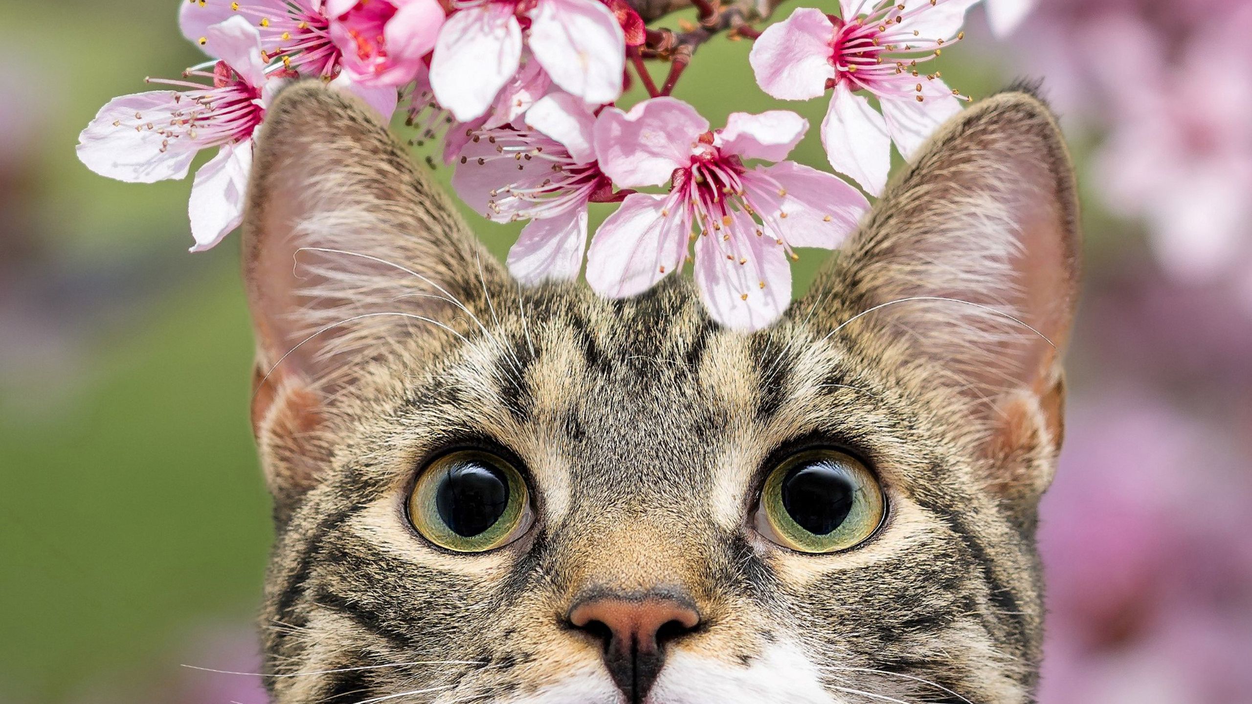 2560x1440 Green Eyes Brown Black Cat With Pink Flowers On Top HD Kitten Wallpaper