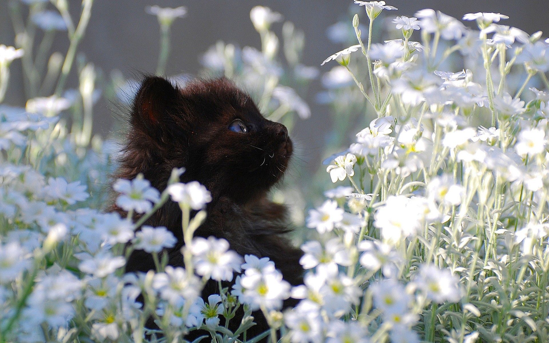 1920x1200 Kittens And Flowers Wallpaper