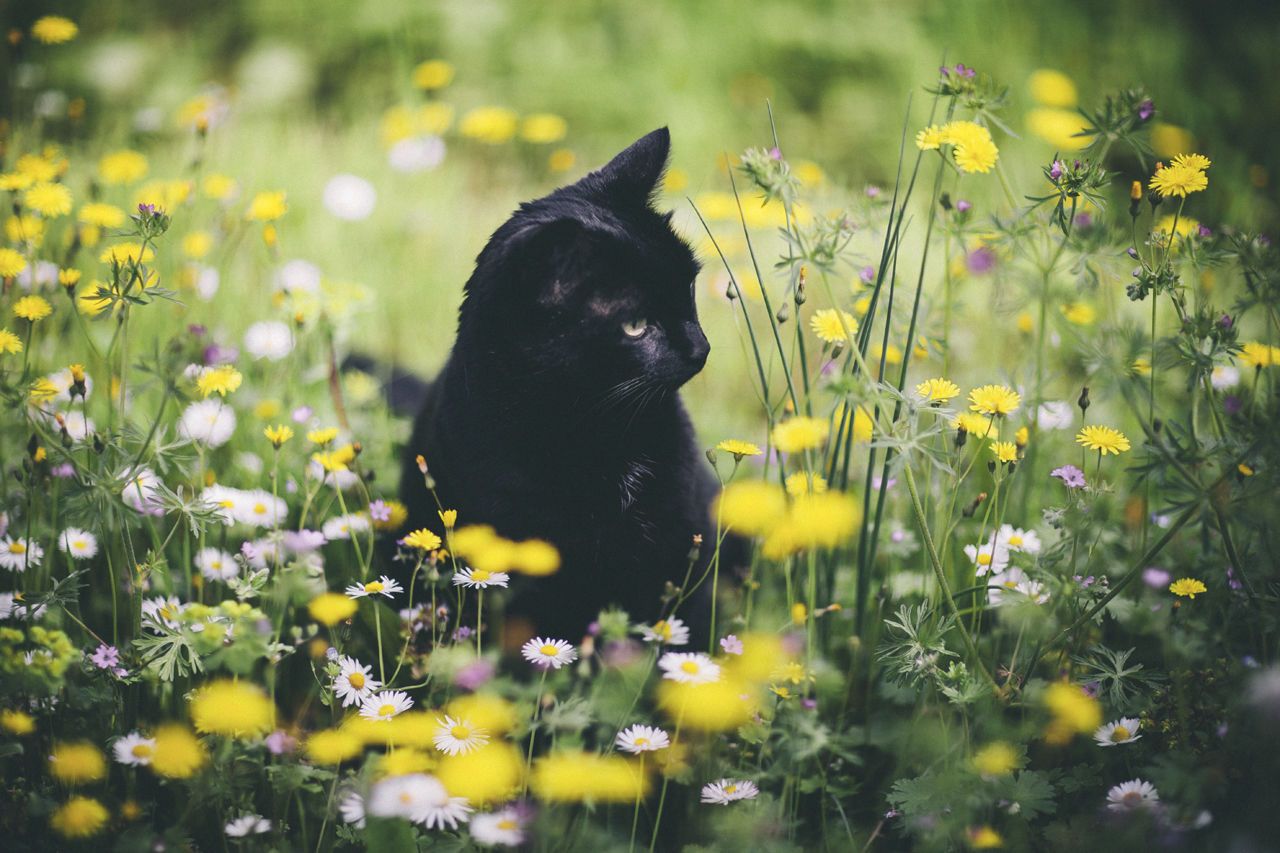 1280x853 Cat And Spring Flowers Picture, Photo, and Image for Facebook, Tumblr, Pinterest, and Twitter