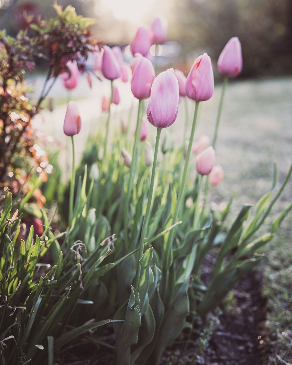 Aesthetic Pink Tulips Wallpapers - Top Free Aesthetic Pink Tulips ...