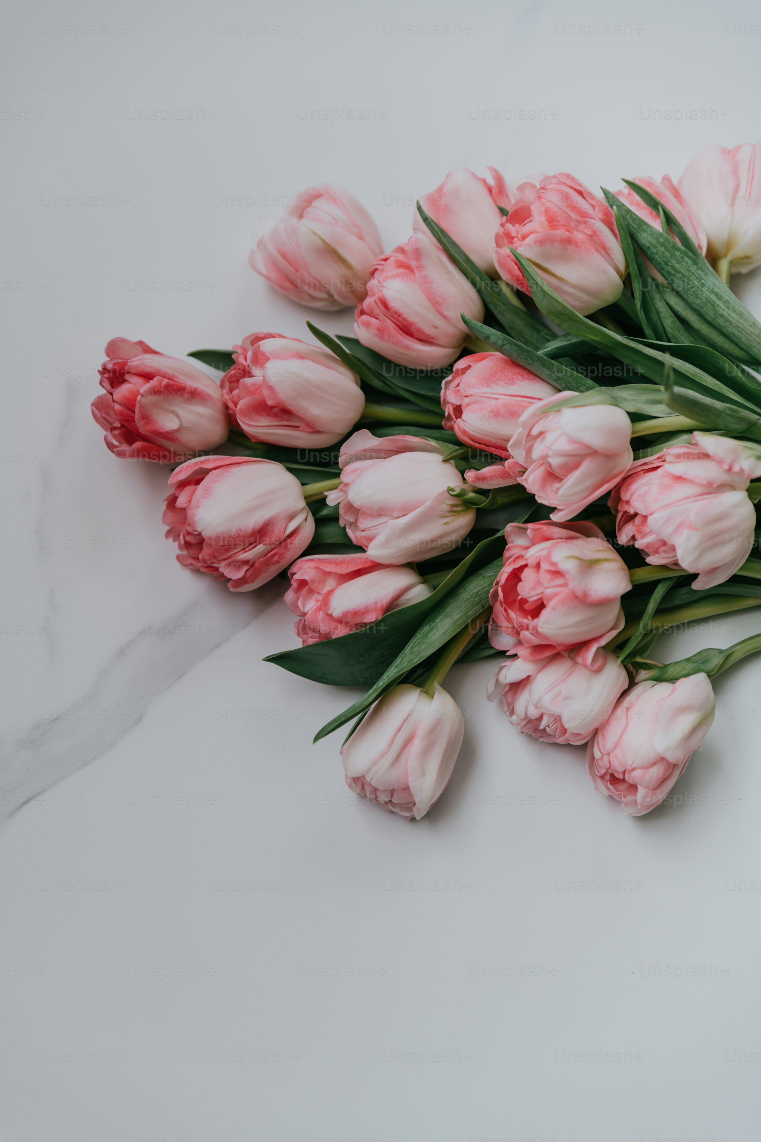 Aesthetic Pink Tulips Wallpapers - Top Free Aesthetic Pink Tulips ...