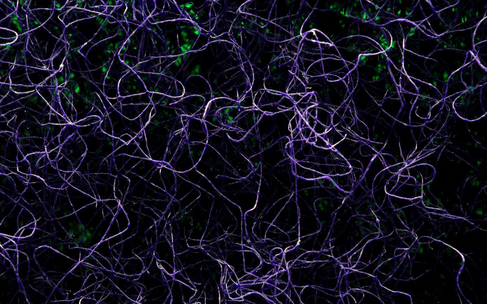 1600x1000 Frontiers in Neural Circuits
