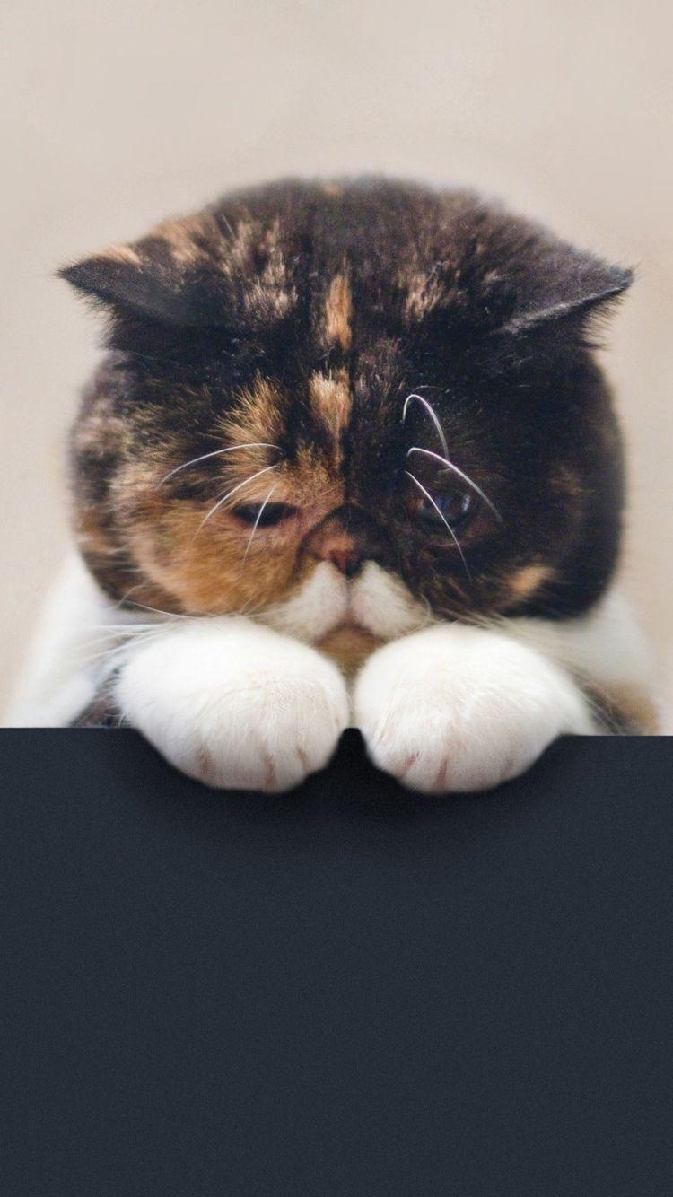 750x1334 iPhone Wallpaper Cat