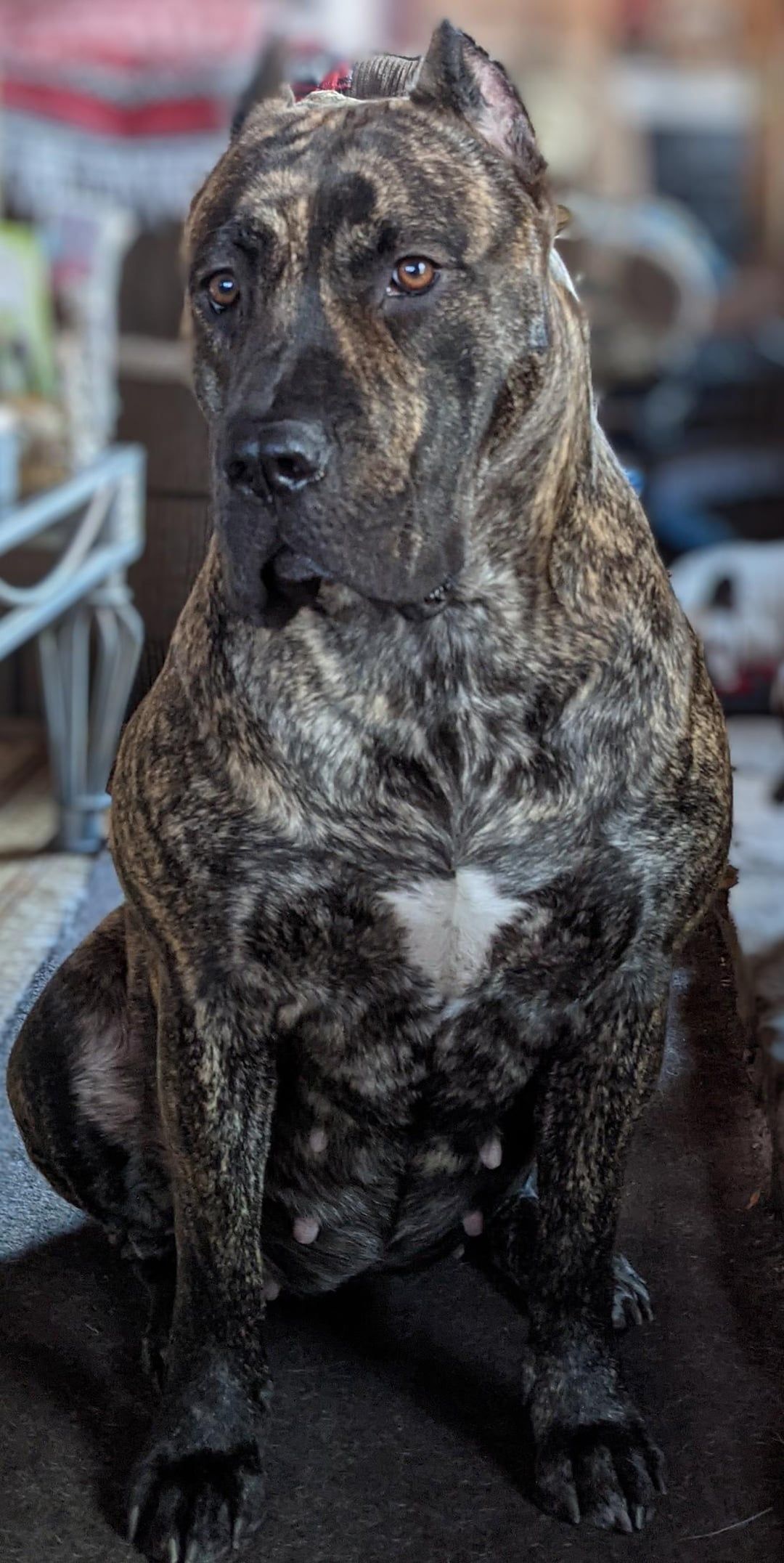 1080x2152 New to the group, here is my magnificent girl♥️