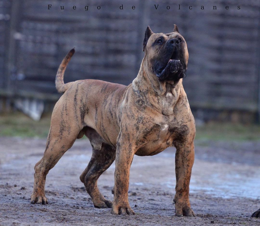 1080x939 ideas de Dogs. perros enormes, perro de presa canario, razas de perros
