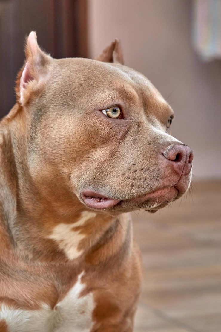 740x1110 Presa canario Image