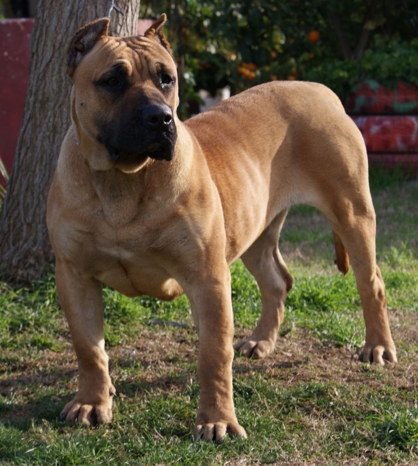 844x940 Cute Perro de Presa Canario dog photo and wallpaper. Beautiful Cute Perro de Presa Canario dog picture