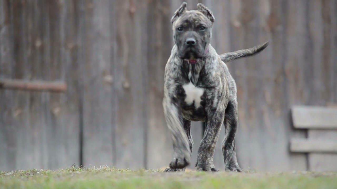 1280x720 Presa Canario CarpatCan kennels