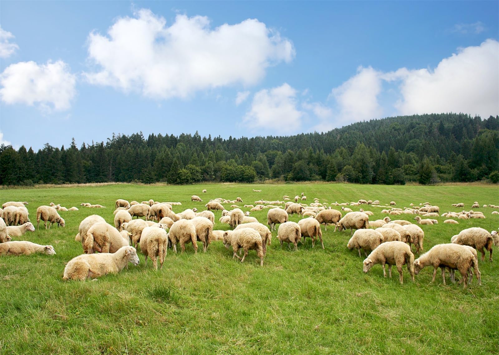 Grazing Wallpapers - Top Free Grazing Backgrounds - WallpaperAccess