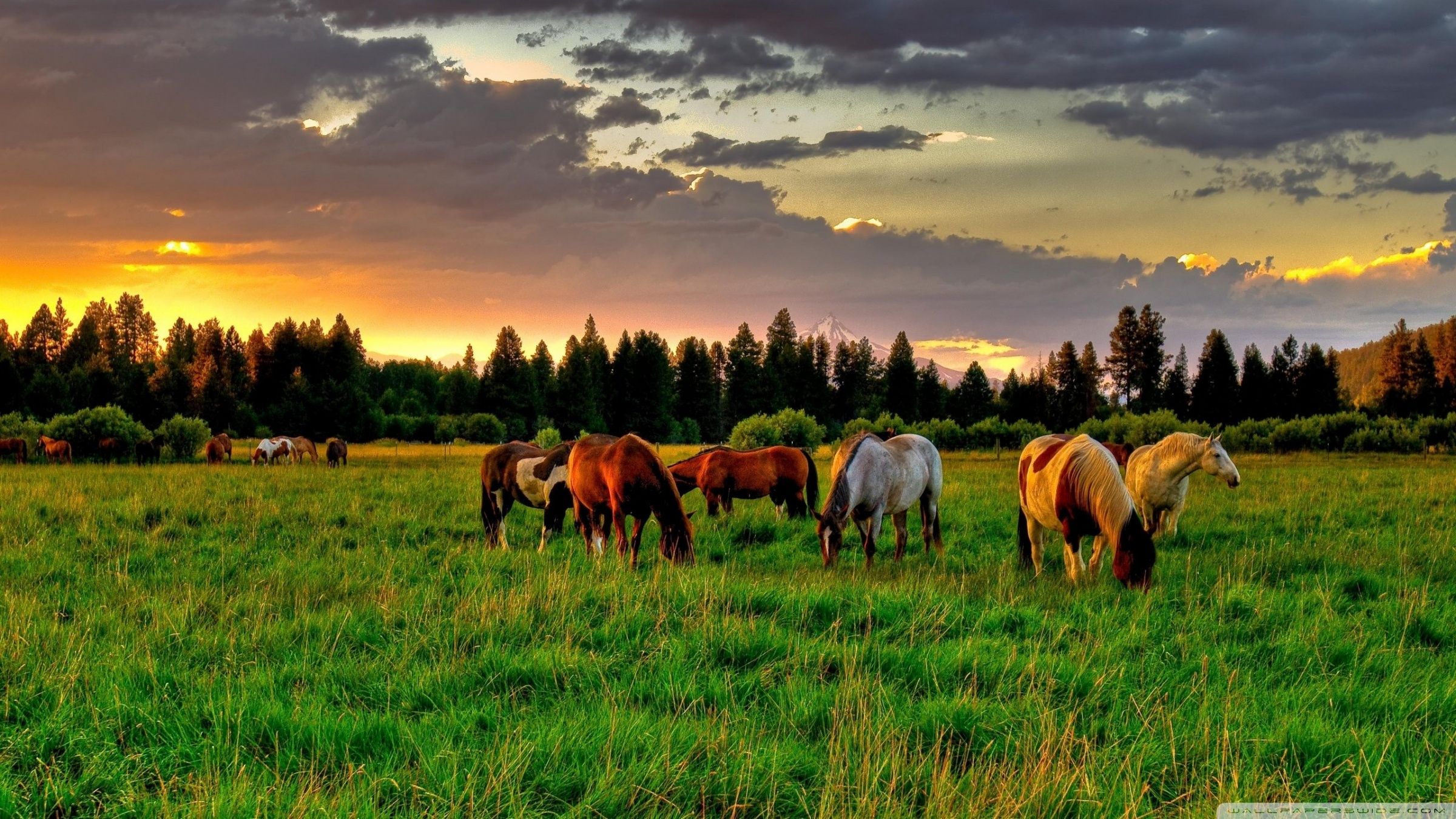 Grazing Wallpapers - Top Free Grazing Backgrounds - WallpaperAccess