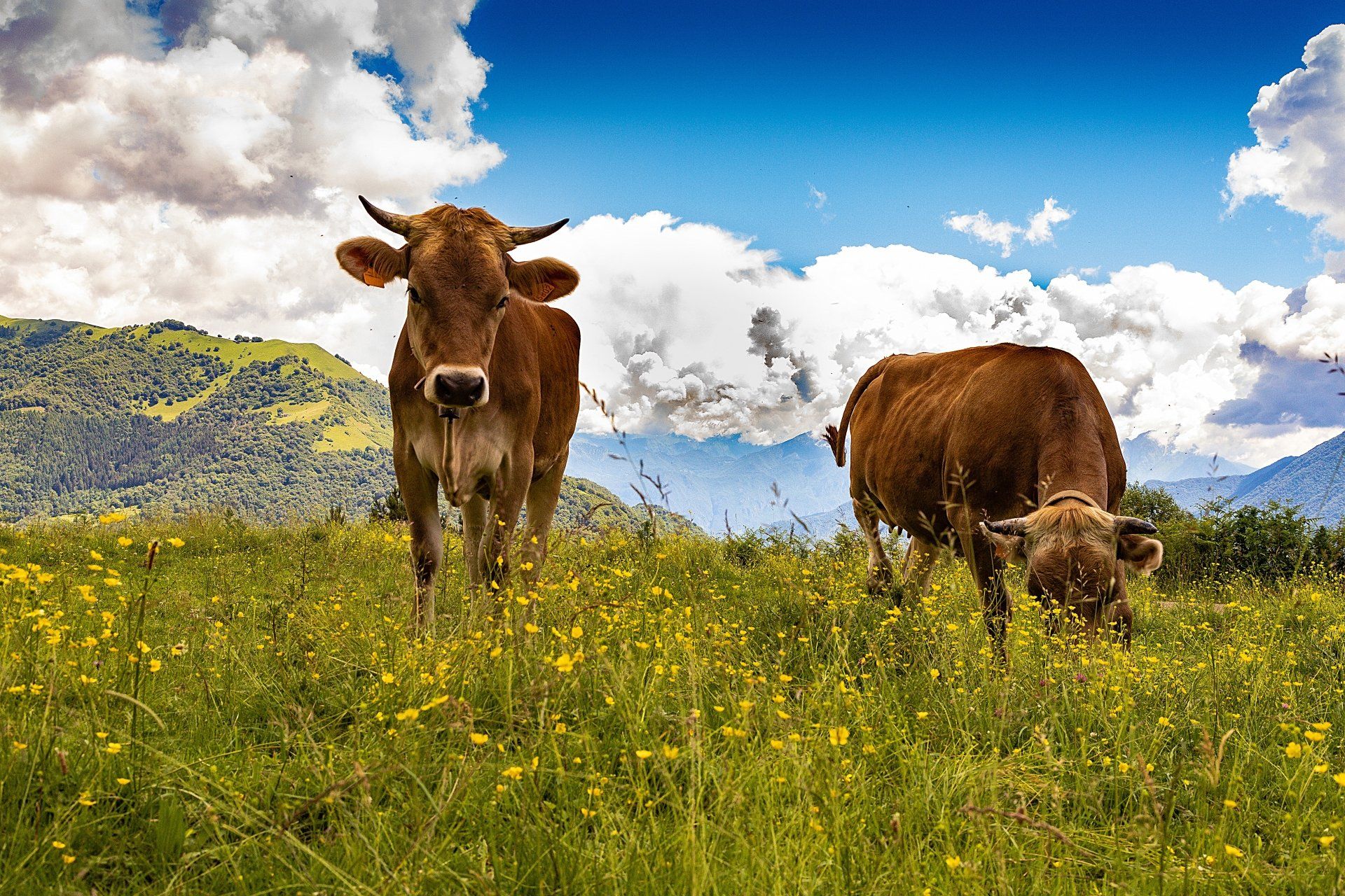 Grazing Wallpapers - Top Free Grazing Backgrounds - WallpaperAccess