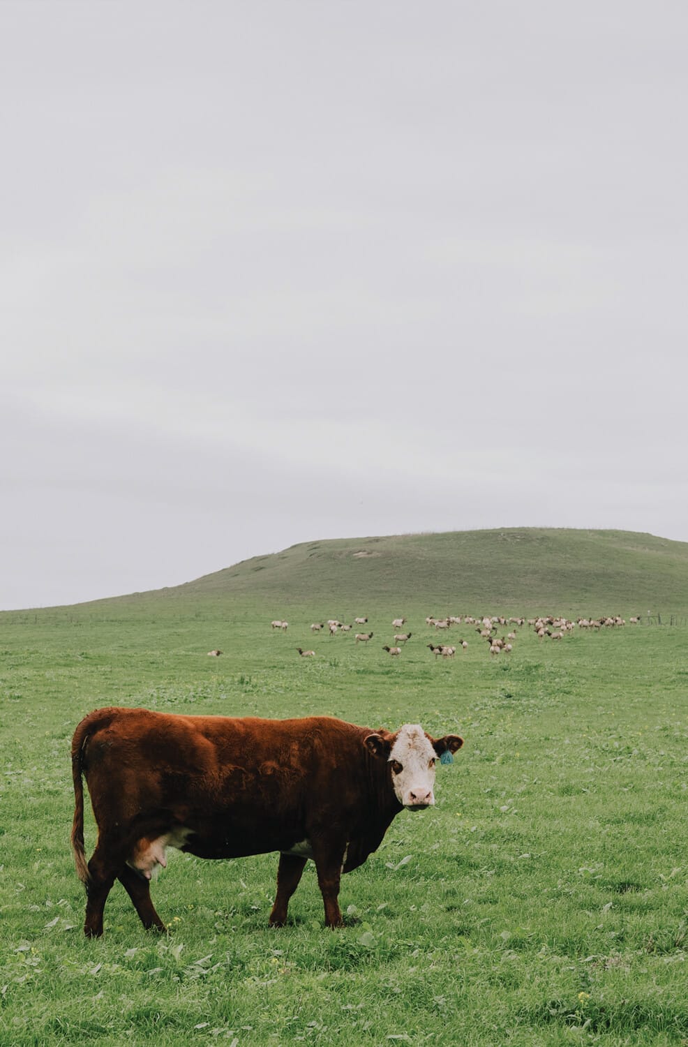 986x1500 Last Herd on Earth