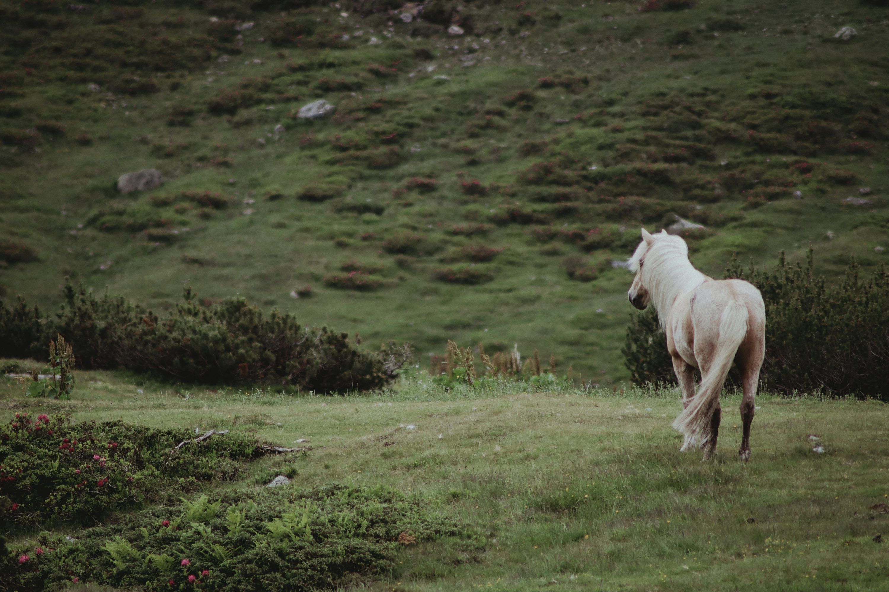 Grazing Wallpapers - Top Free Grazing Backgrounds - WallpaperAccess