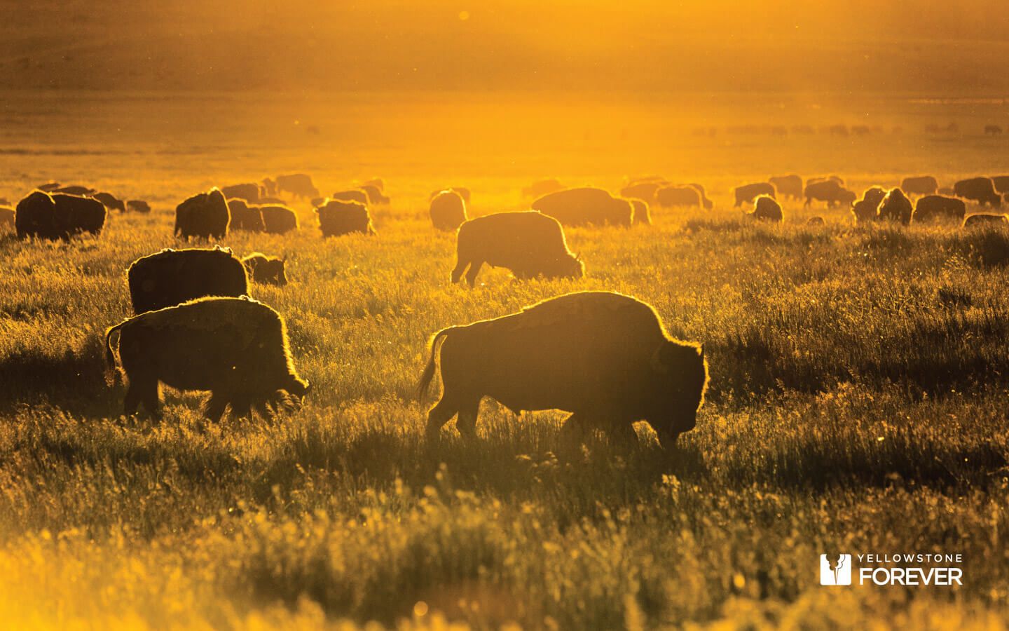 Grazing Wallpapers - Top Free Grazing Backgrounds - WallpaperAccess