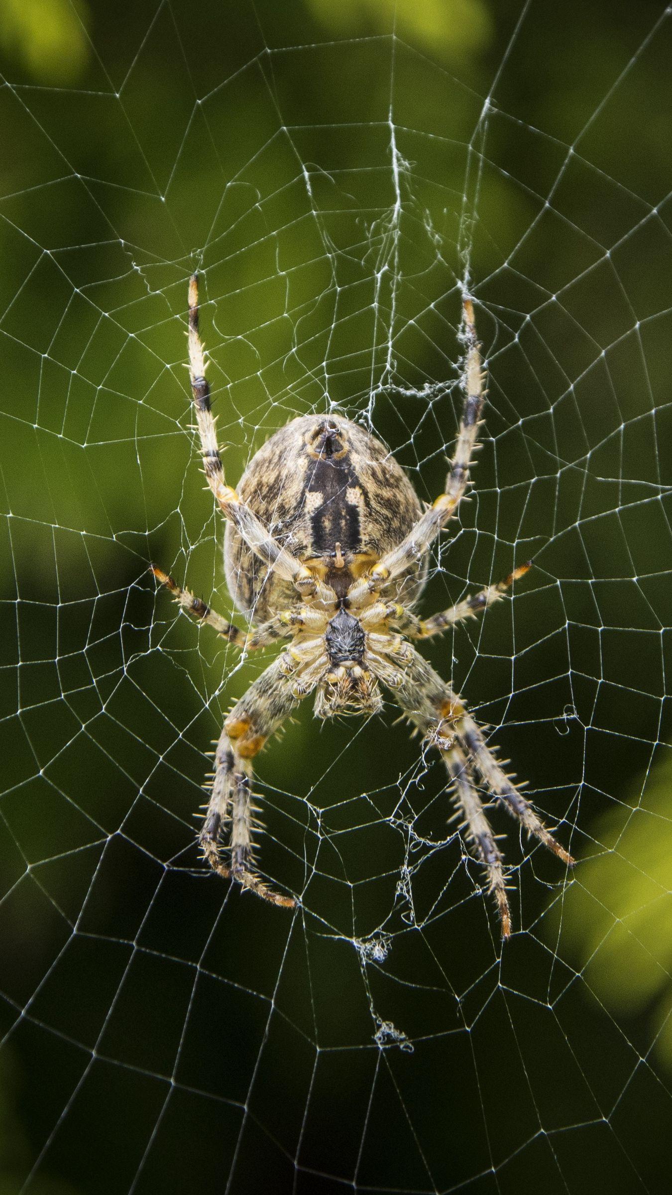 Как называется паук. Паук крестовик. Крестовик обыкновенный паук. Araneus diadematus - крестовик. Паук крестовик Дальневосточный.