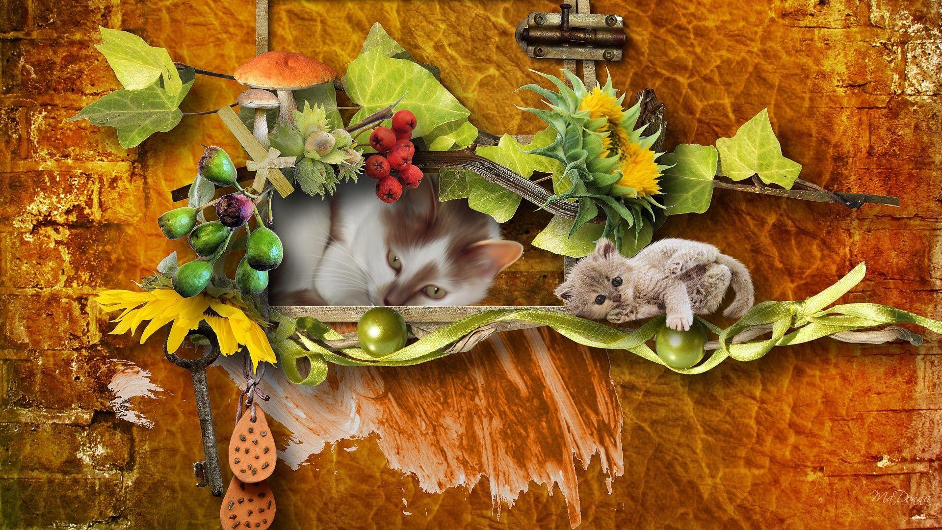 1920x1080 Flower Autumns Sleepy Kitty Autumn Kittens Firefox Persona Key