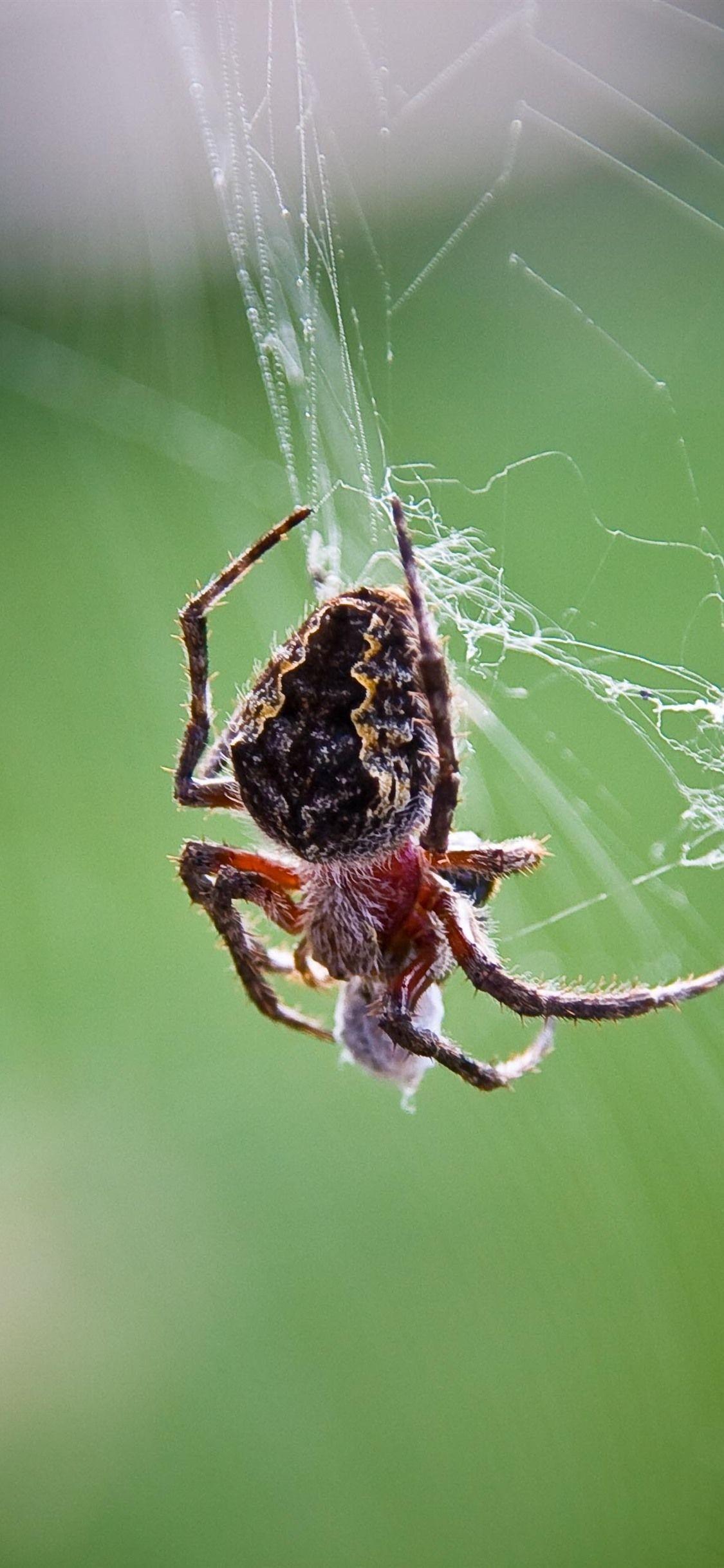 Spider Insect Wallpapers - Top Free Spider Insect Backgrounds ...