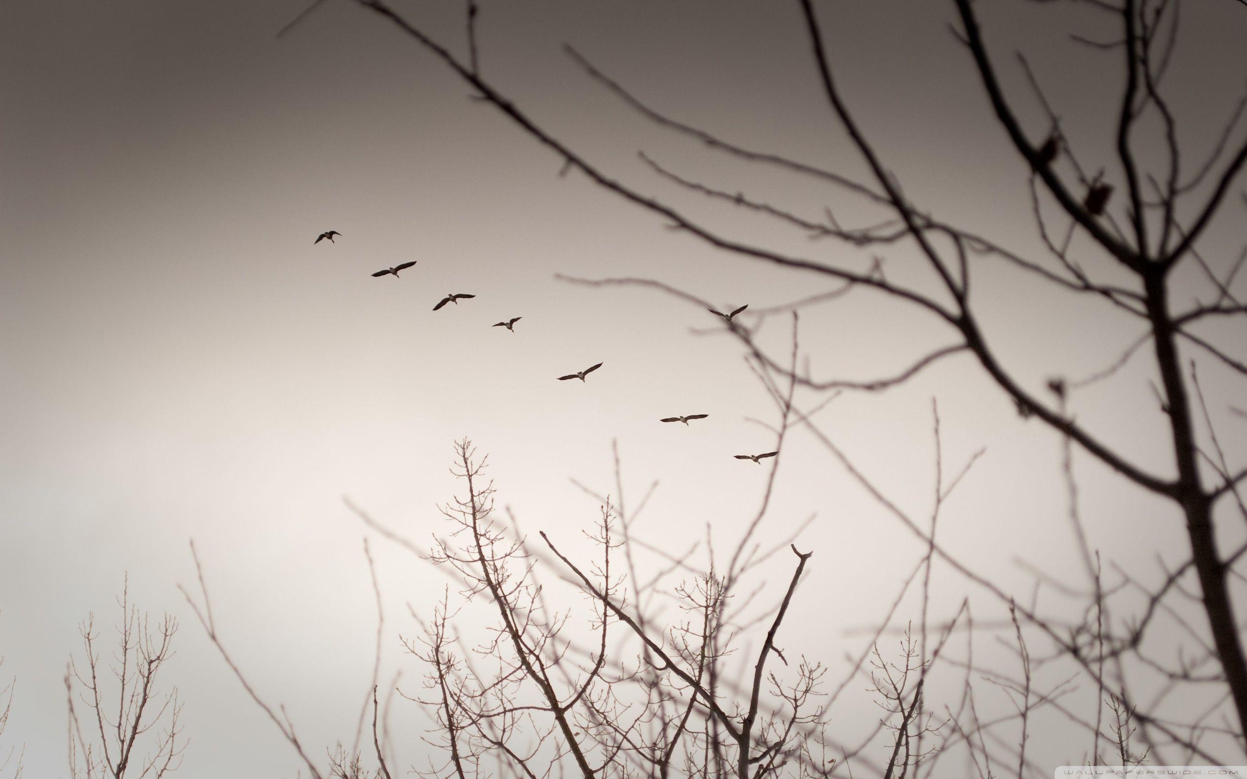 2560x1600 Vintage Geese ❤ 4K HD Desktop Wallpaper for 4K Ultra HD TV • Tablet