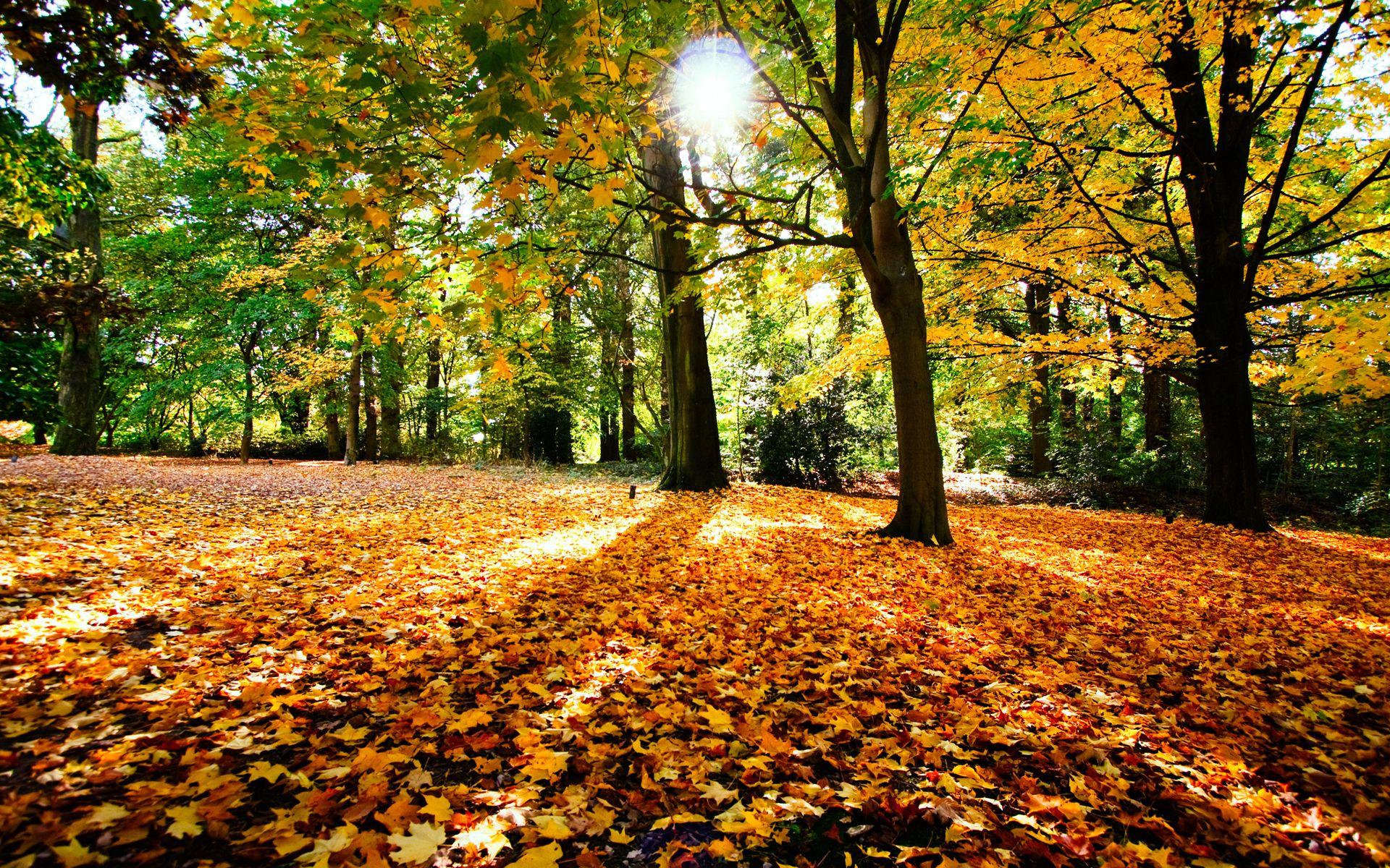 1920x1200 Autumn Leaves Falling Wallpaper Down loversiq