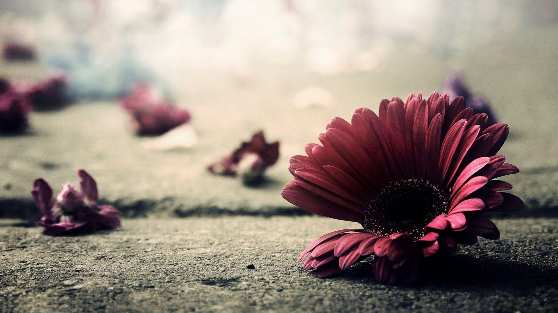 1920x1080 Autumn Flower Picture for Wallpaper