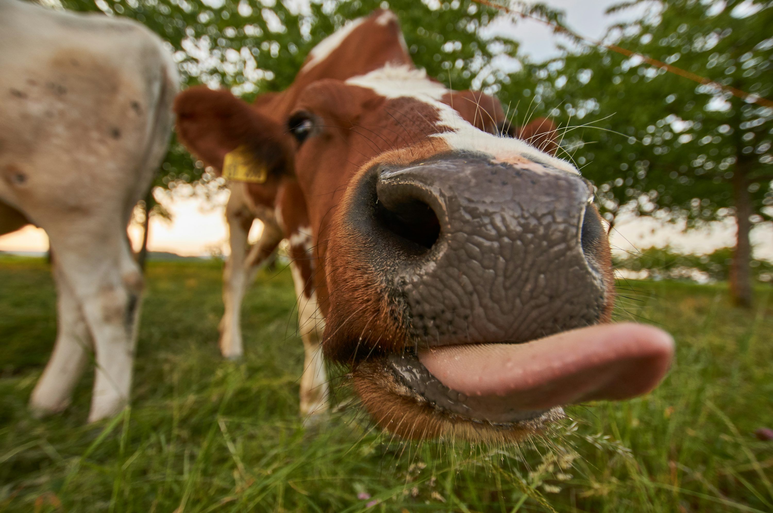 3000x1993 Funny Wallpaper: Free HD Download [4K]