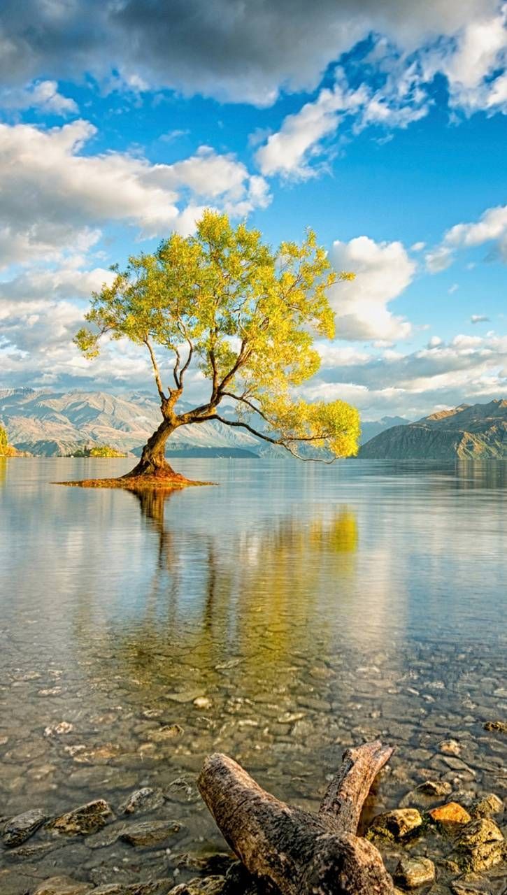725x1280 Tree In Water wallpaper