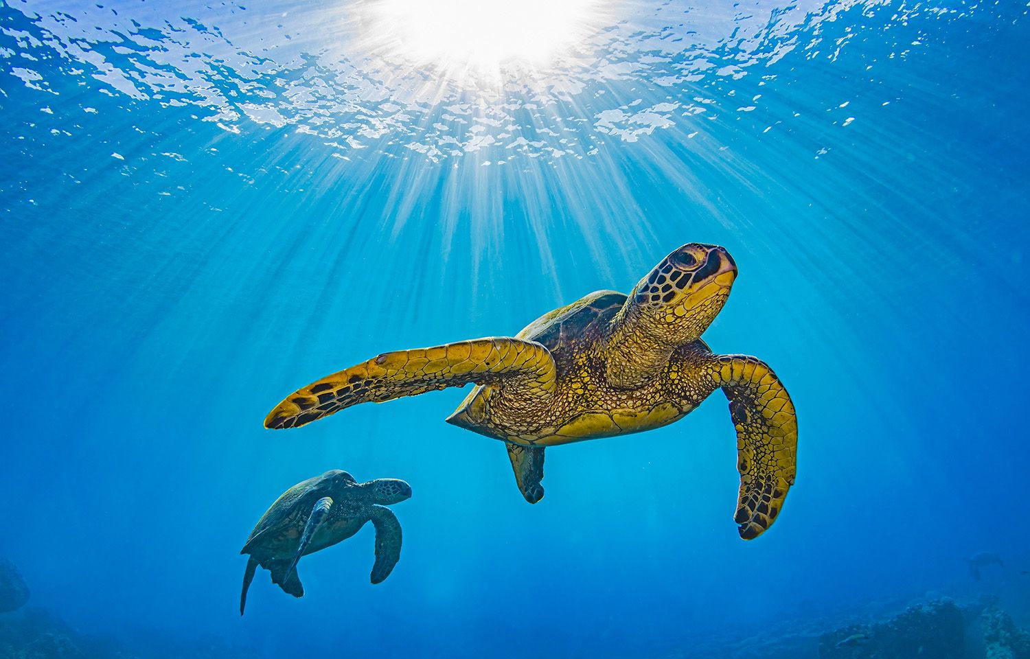 1500x960 NOAA recommends funding for bycatch reduction projects