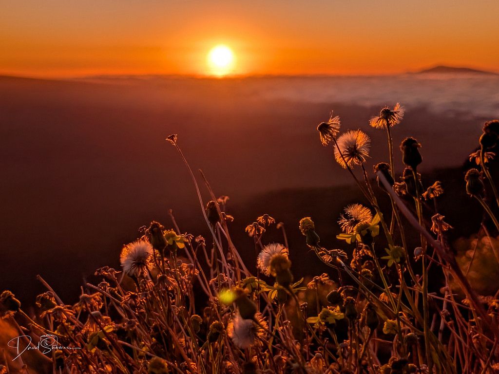 1024x768 Sunset over poppies photo