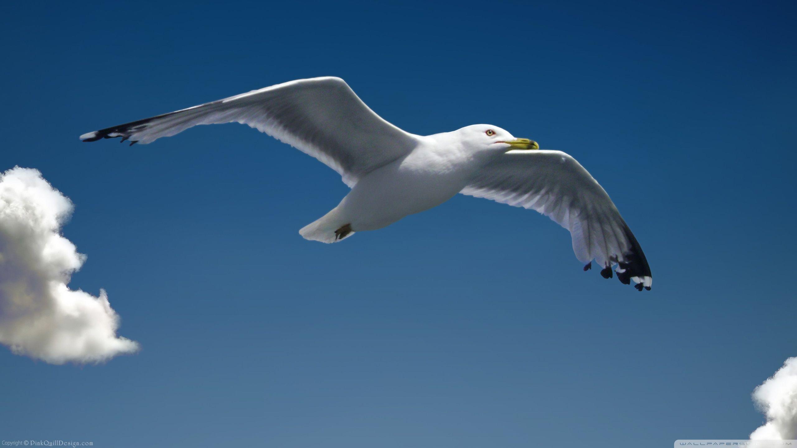 Closeup of a flying seagull mobile phone wallpaper Stock Photo by Rawpixel
