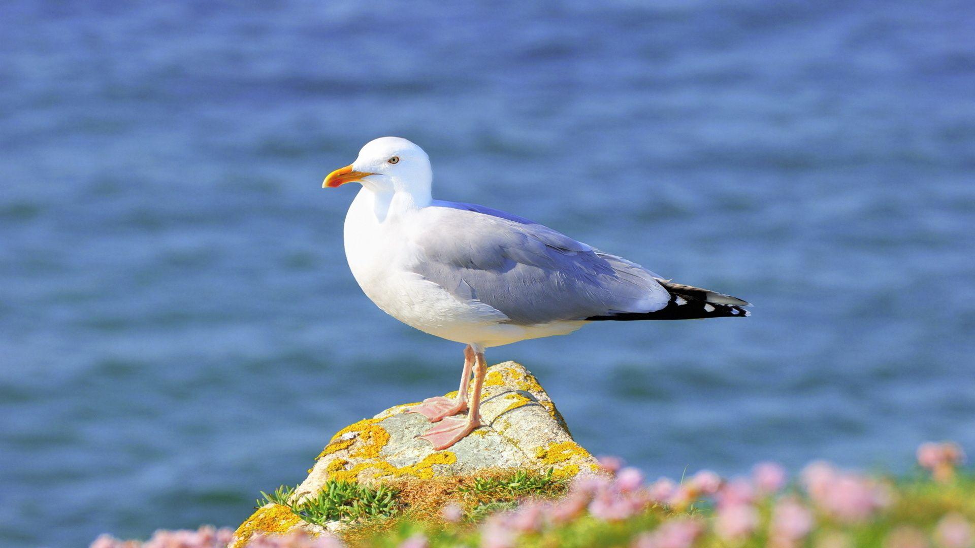 1920x1080 Seagull Flying On The Beach New HD Wallpaper HD Wallpaper