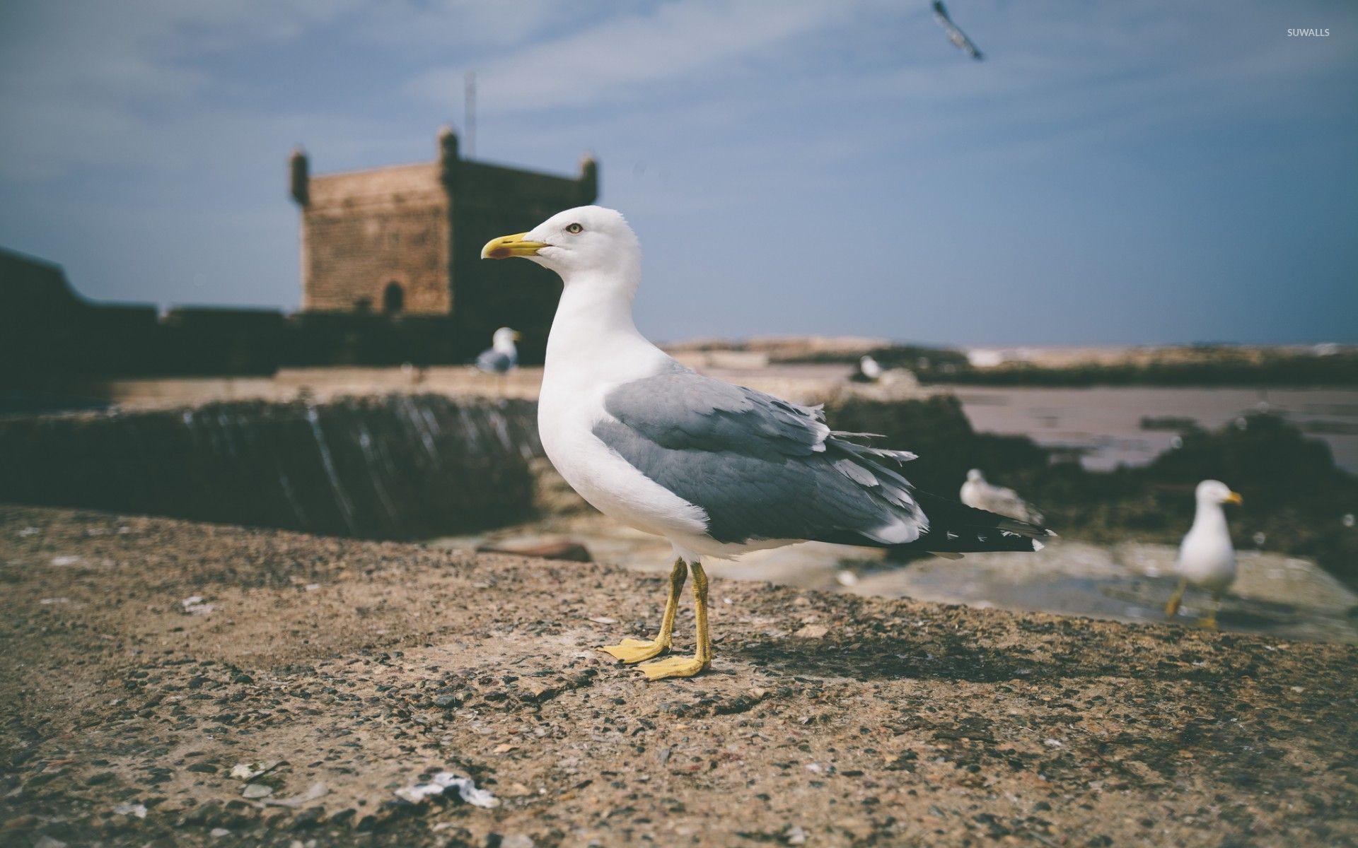 1920x1200 Seagull [6] wallpaper wallpaper