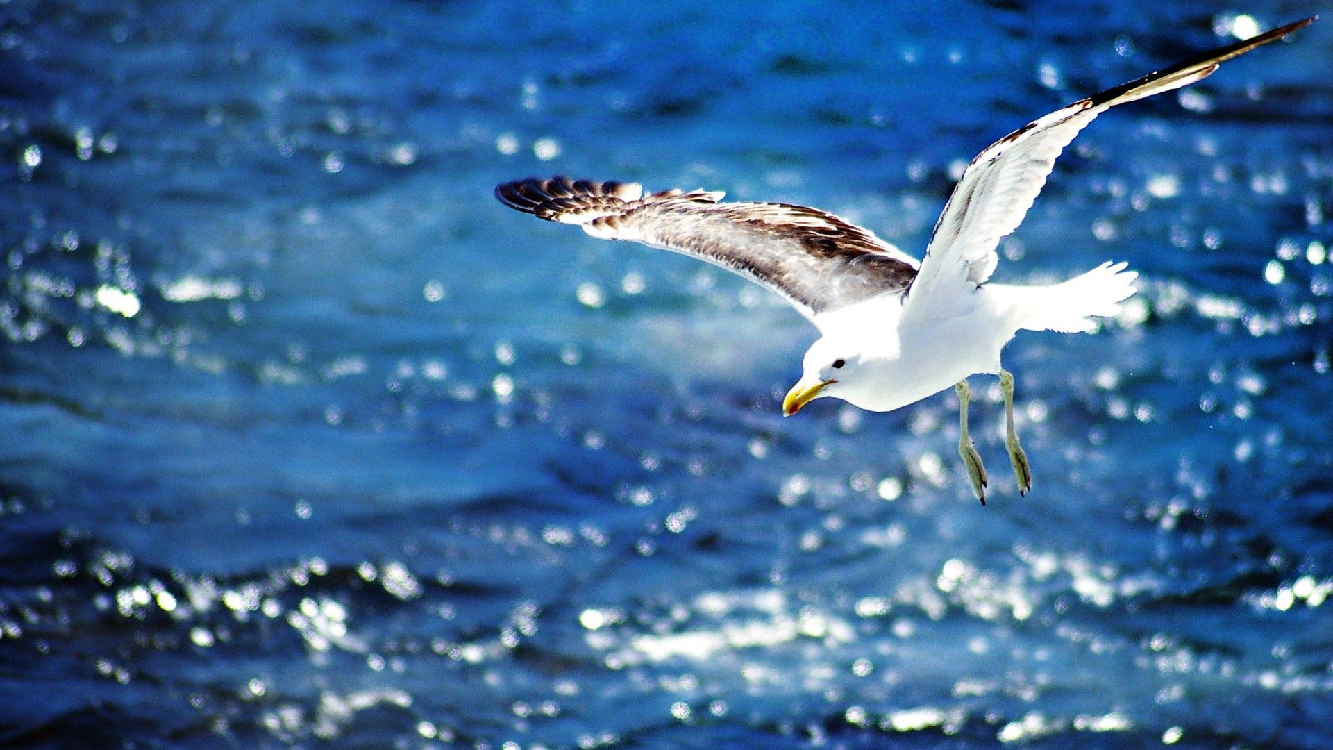 1920x1080 HD Wallpaper of Bird Seagull Flying on Sea