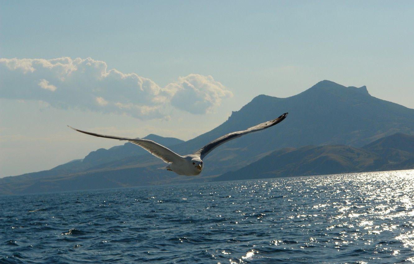 1332x850 Wallpaper sea, mountains, Seagull image for desktop, section