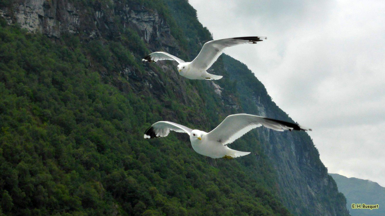 1600x900 Seagull's HD Wallpaper