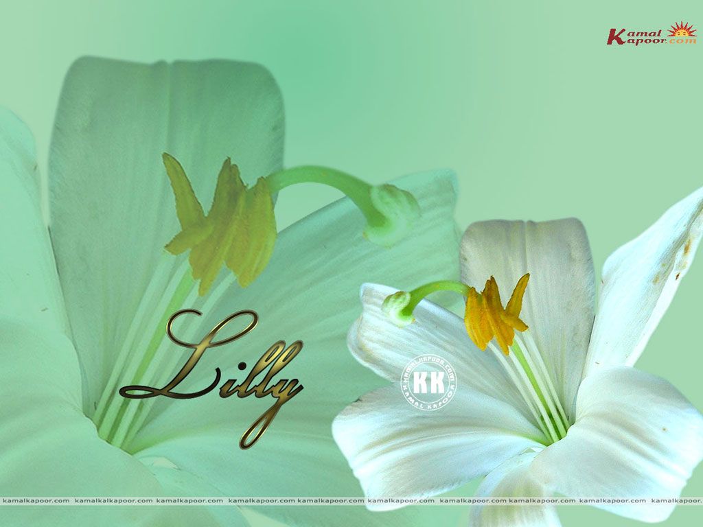 1024x768 lilly wallpaper, Best lilly Picture, Flowers Wallpaper, lilly Desktop Wallpaper