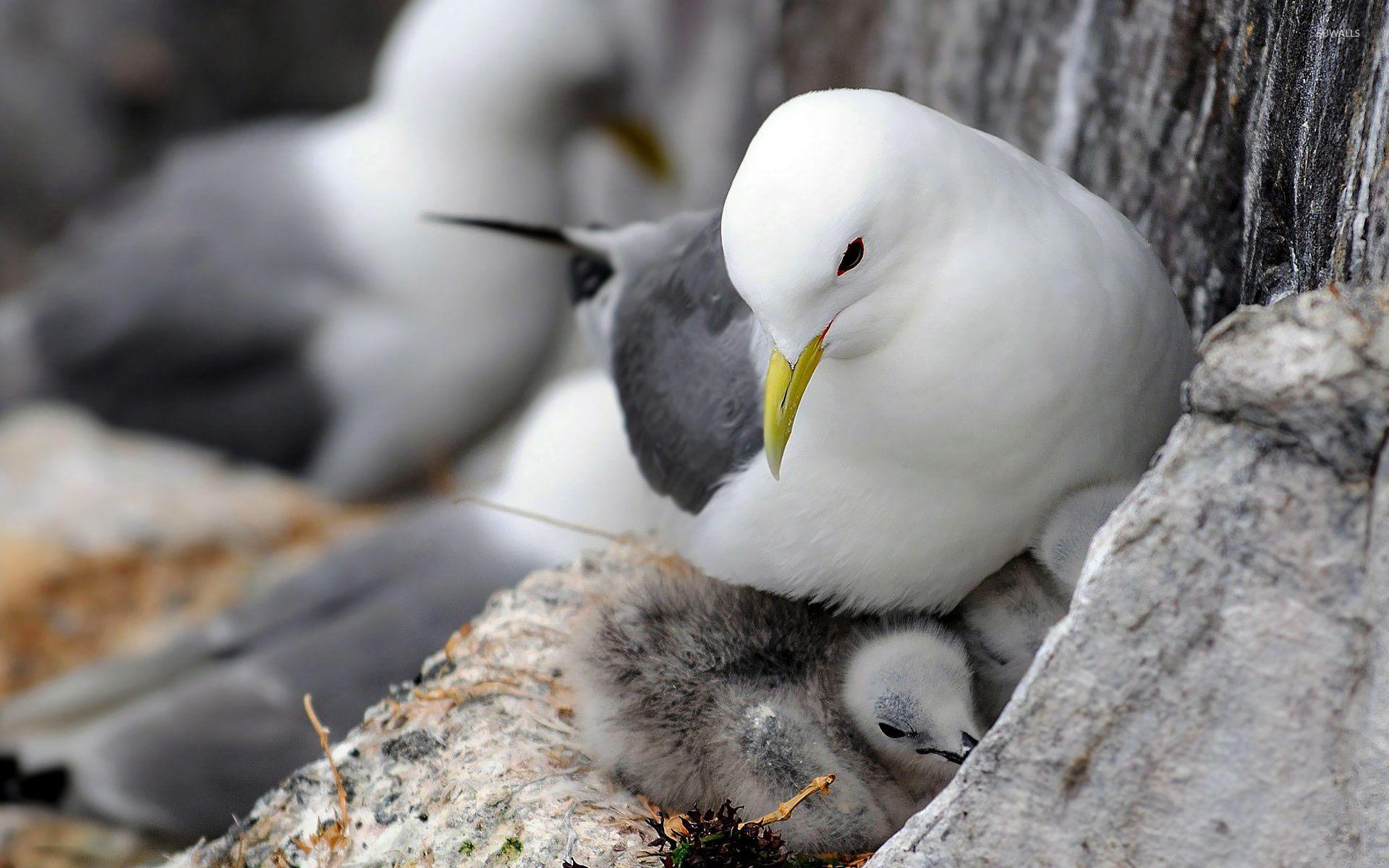 1920x1200 Seagull with chicks wallpaper wallpaper